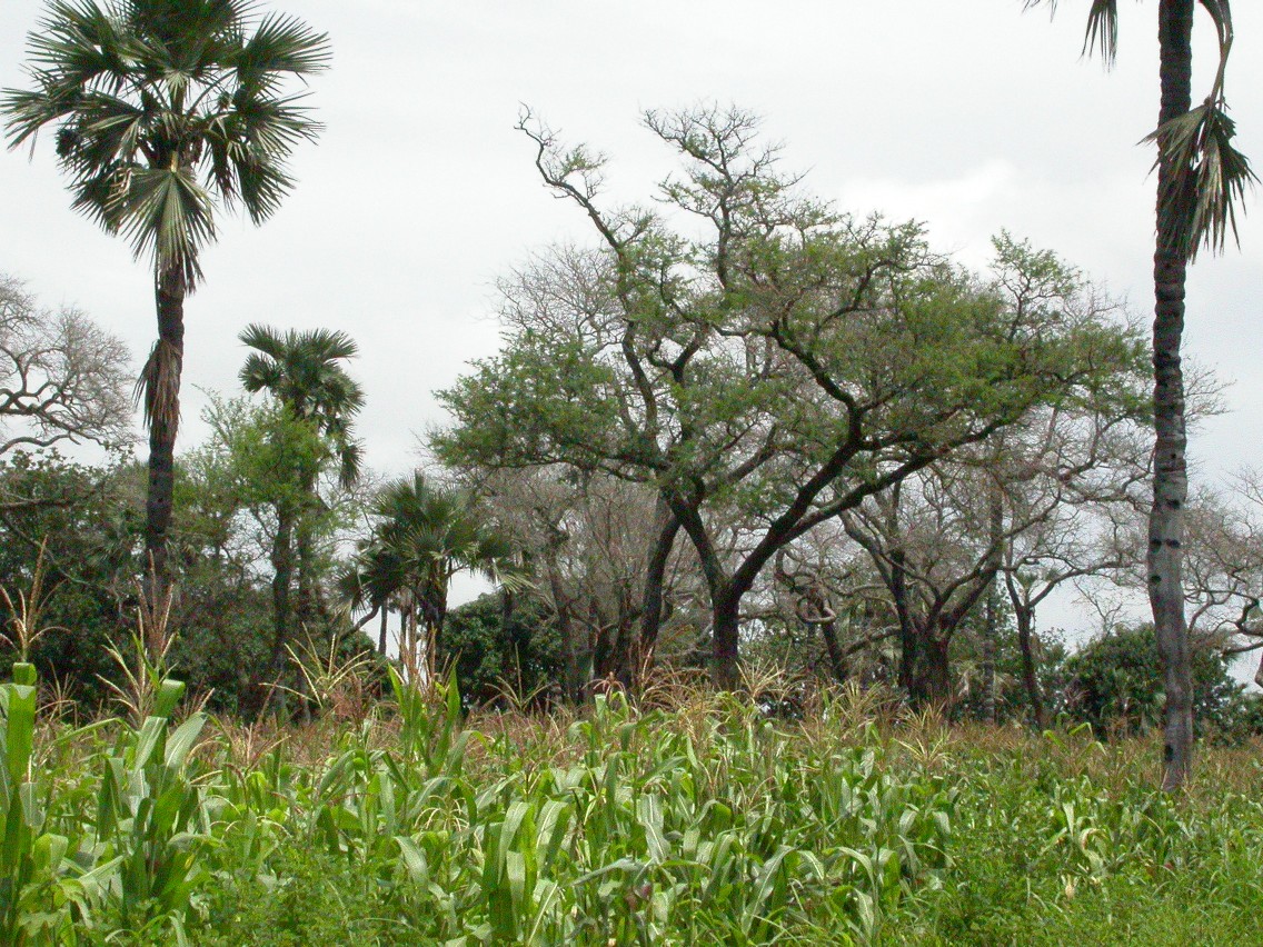 Faidherbia albida boom in een akker in de Sahel