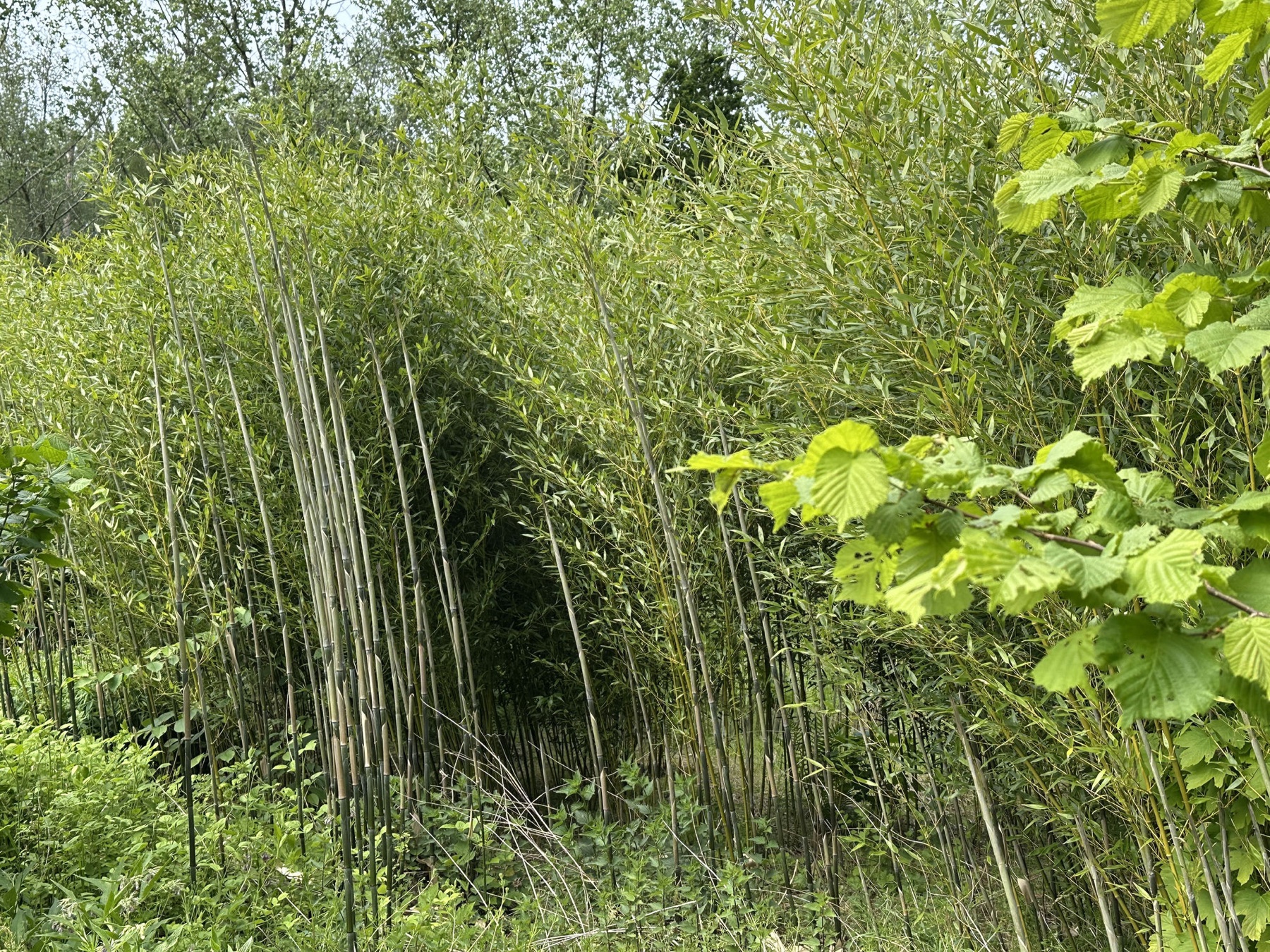 Bamboe tussen hazelaars in het voedselbos aan de Martemanshurk